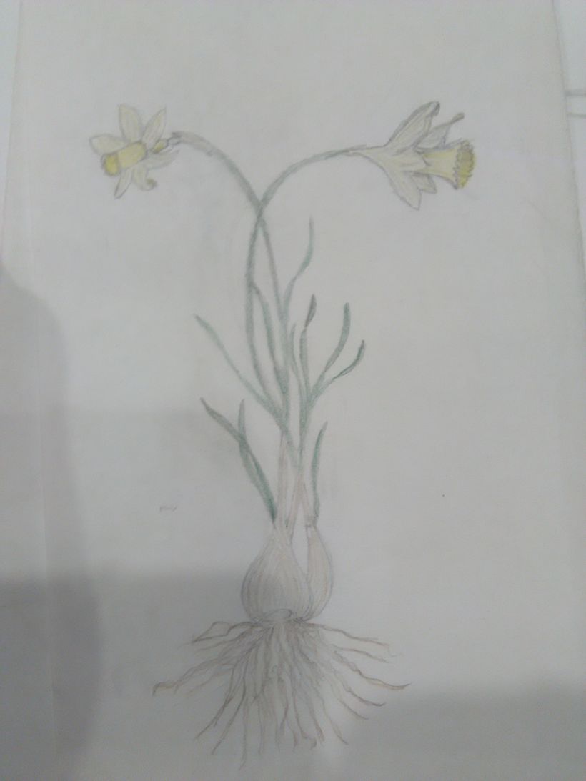 Primeros dibujos de flores 0