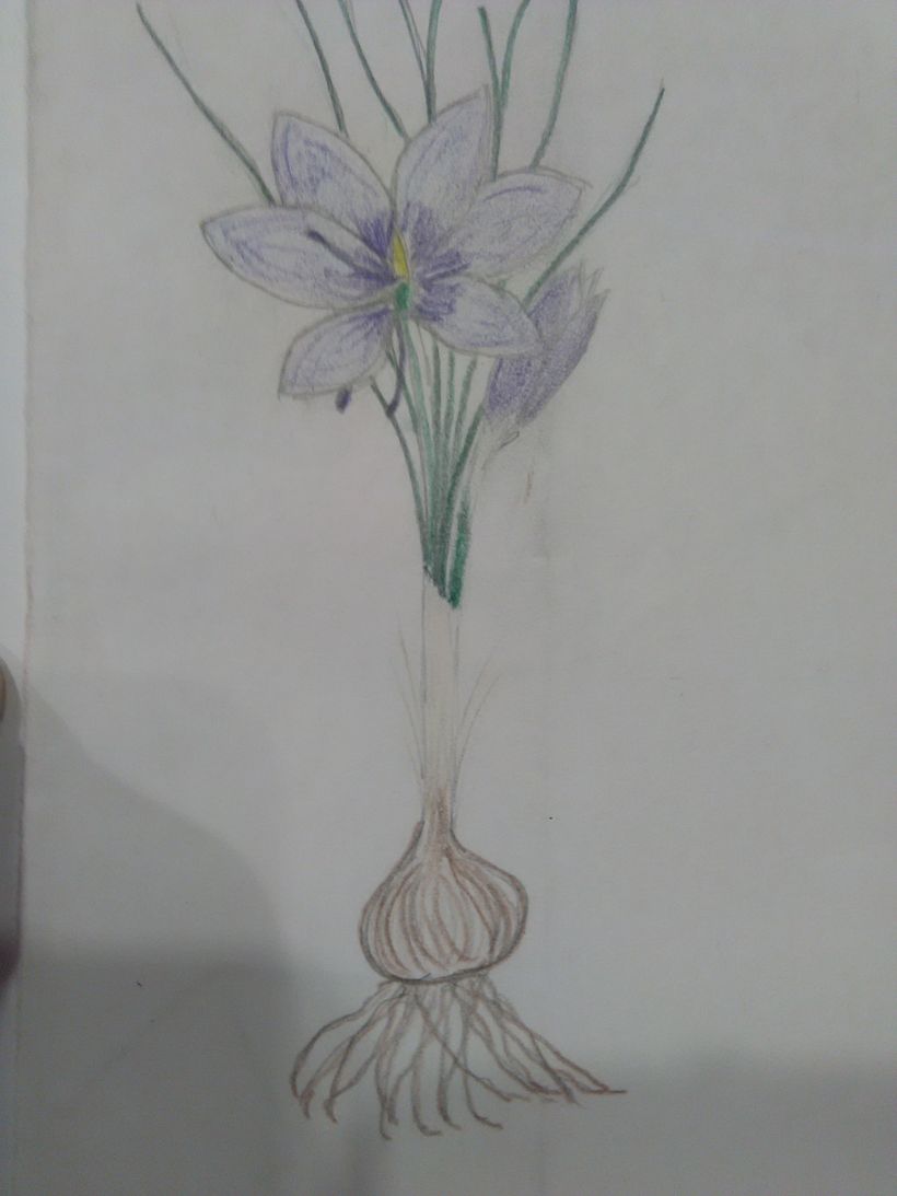 Primeros dibujos de flores 1