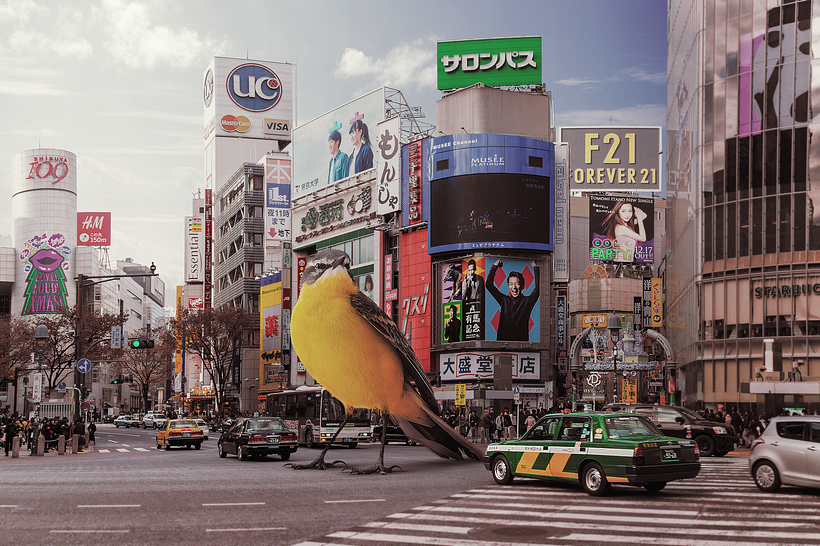 ( Japón - Canario )