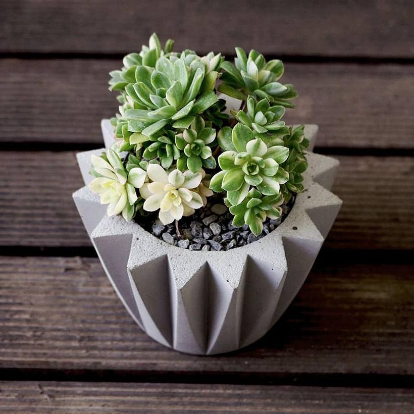Jungla Urbana: Macetas de concreto + cactus y suculentas 1