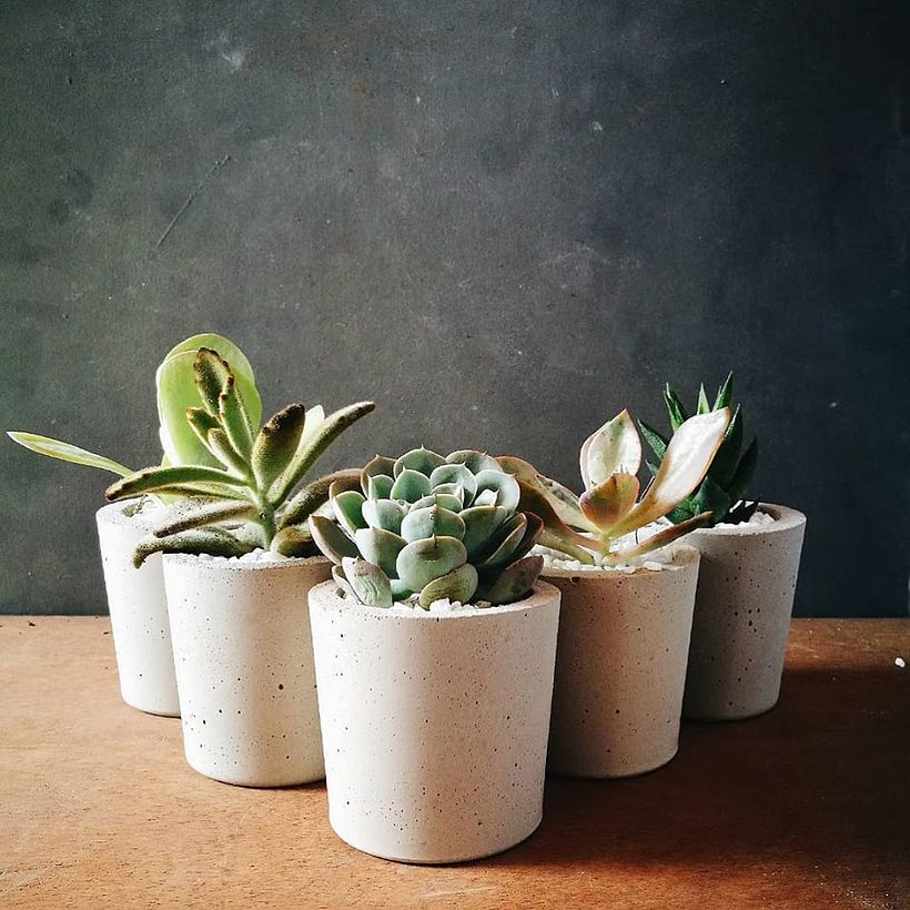 Jungla Urbana: Macetas de concreto + cactus y suculentas 8