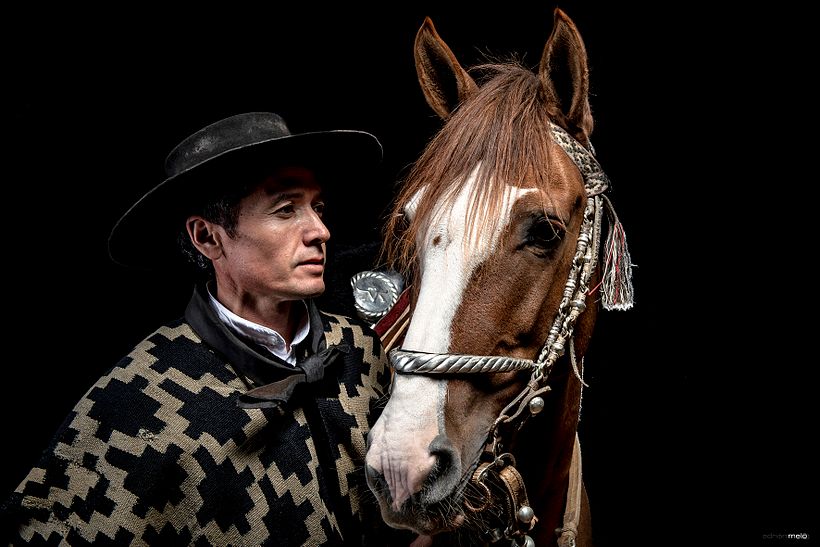 CABALLOS DE ESTUDIO -1