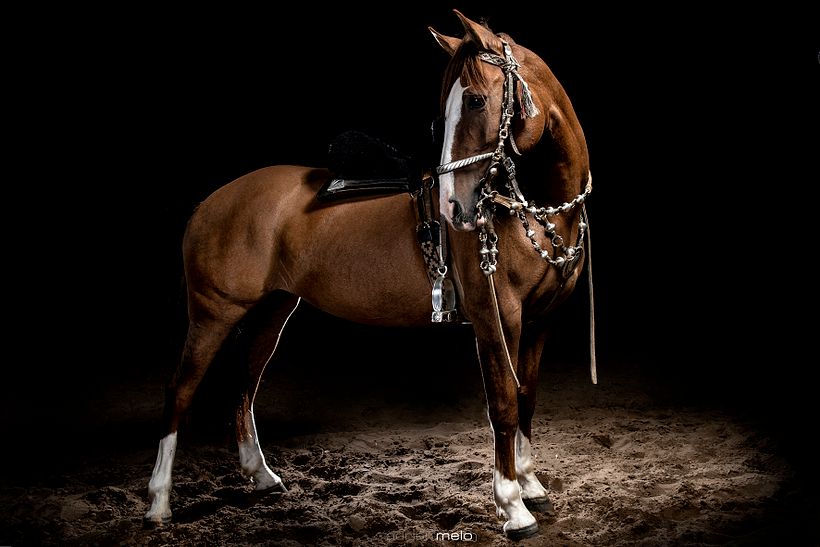 CABALLOS DE ESTUDIO 1