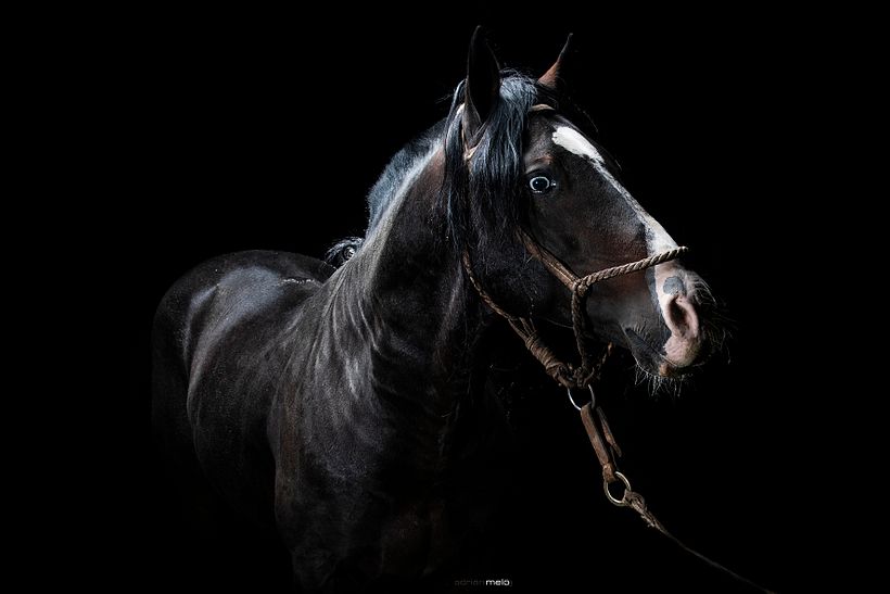 CABALLOS DE ESTUDIO 2