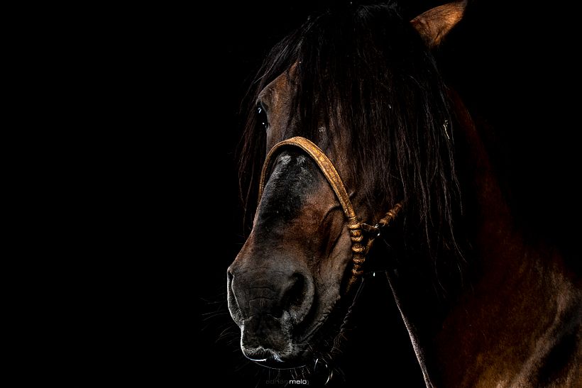 CABALLOS DE ESTUDIO 3