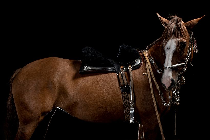 CABALLOS DE ESTUDIO 4