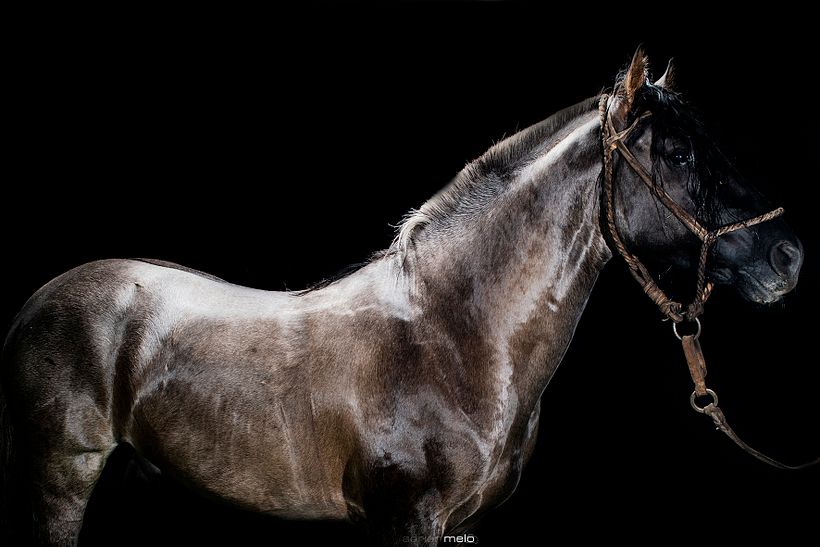 CABALLOS DE ESTUDIO 5