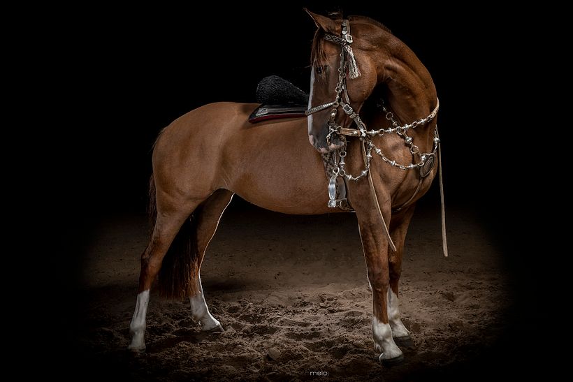 CABALLOS DE ESTUDIO 6