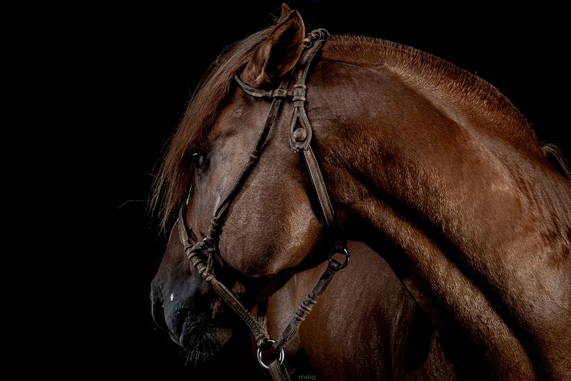CABALLOS DE ESTUDIO 9