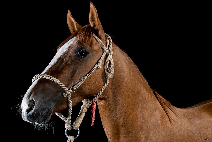 CABALLOS DE ESTUDIO 10