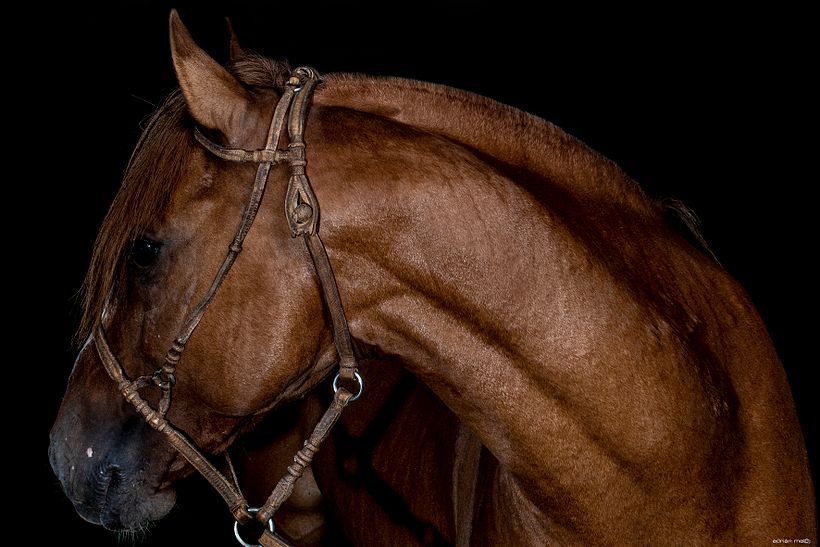 CABALLOS DE ESTUDIO 11