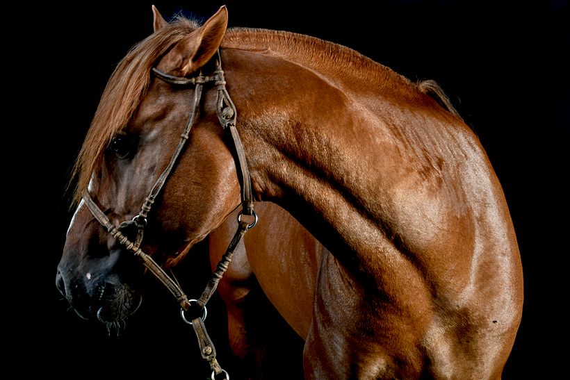 CABALLOS DE ESTUDIO 12