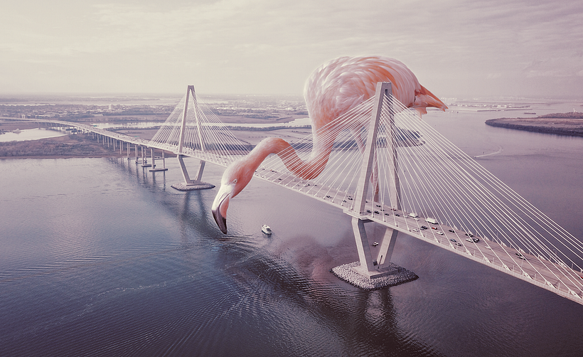 ( Carolina del Sur, USA - Flamingo )