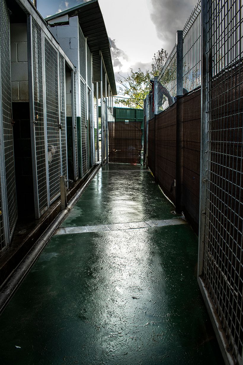 Reportaje Dog Shelter 0