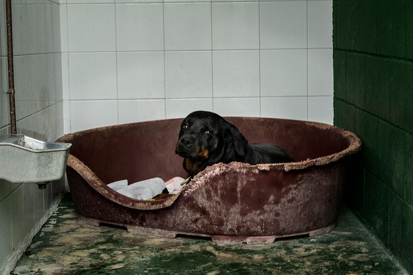 Reportaje Dog Shelter 1