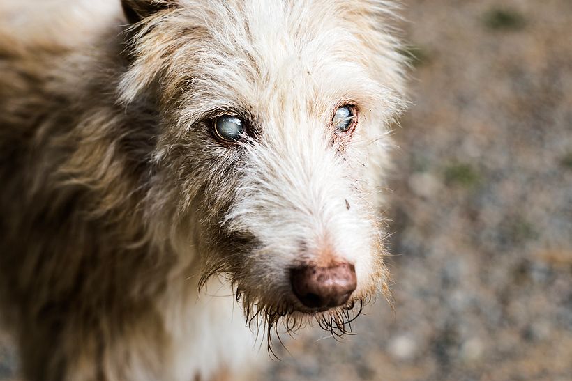Reportaje Dog Shelter 2