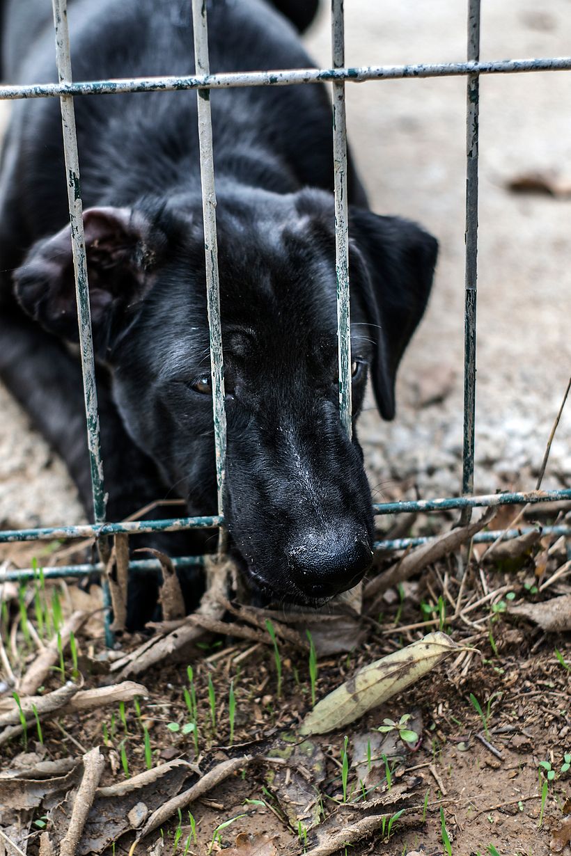 Reportaje Dog Shelter 3