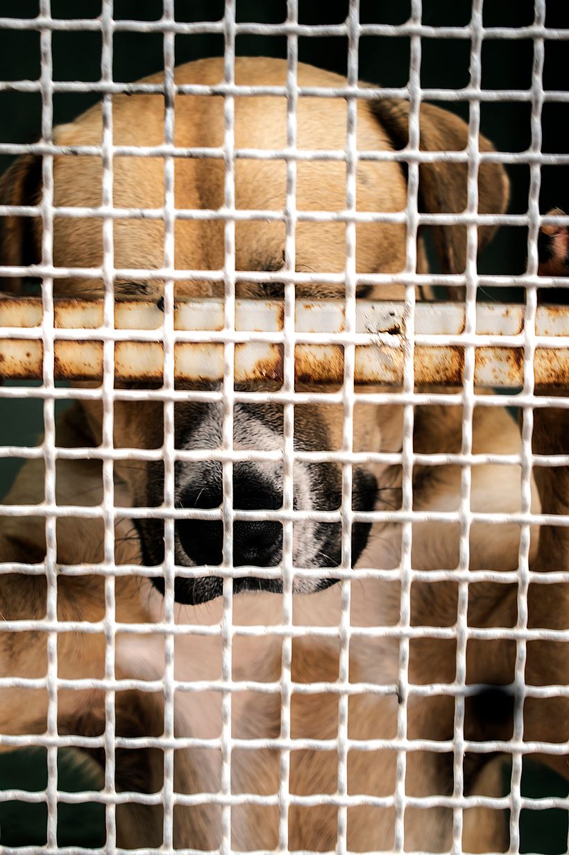 Reportaje Dog Shelter 4