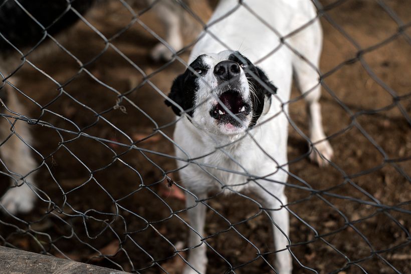 Reportaje Dog Shelter 5