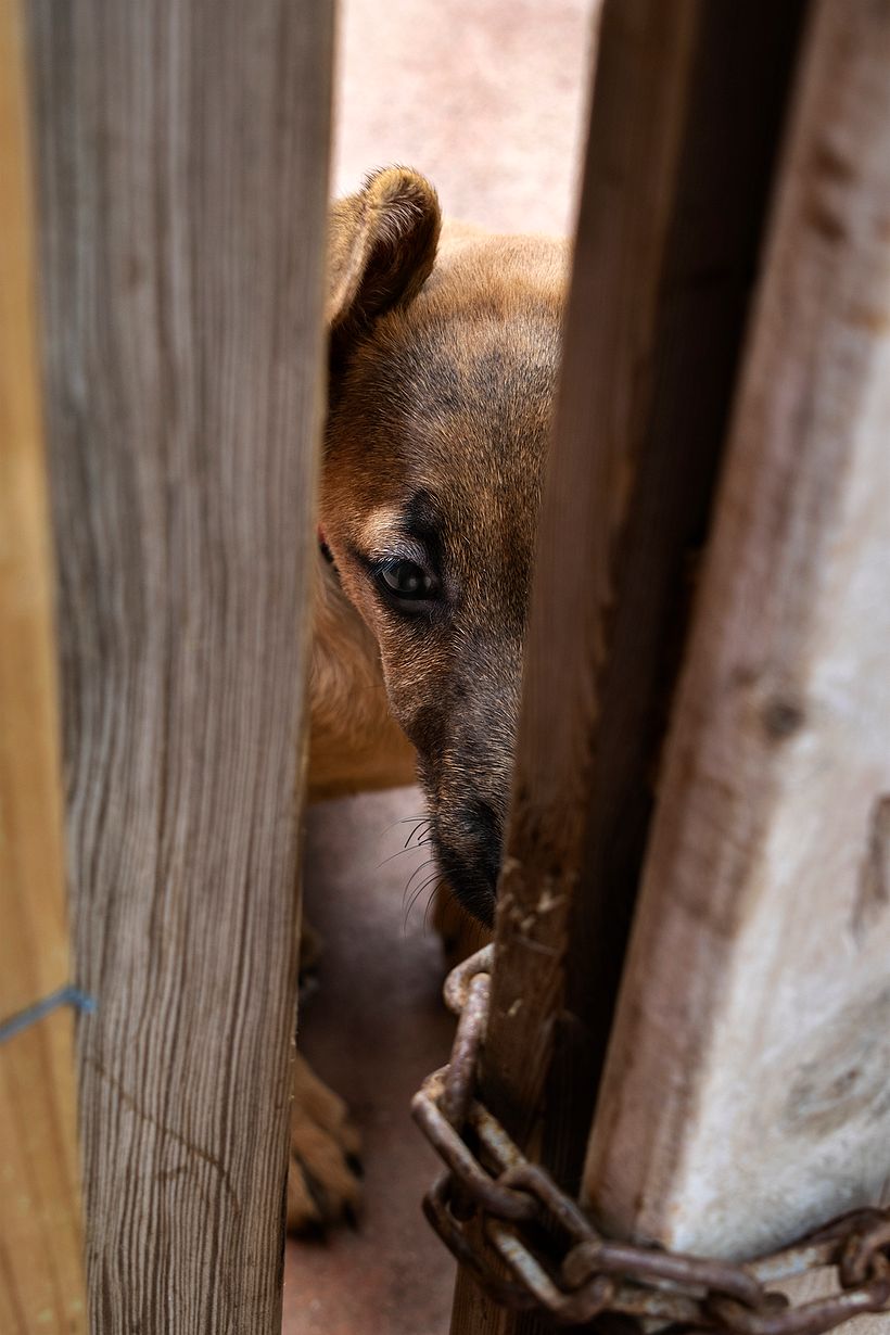 Reportaje Dog Shelter 6