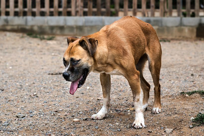Reportaje Dog Shelter 7
