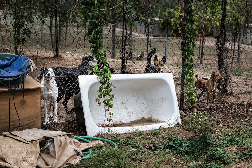 Reportaje Dog Shelter 8