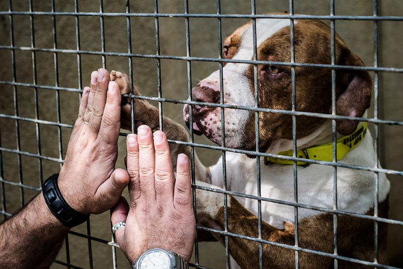 Reportaje Dog Shelter 9