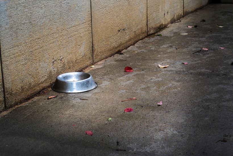 Reportaje Dog Shelter 10