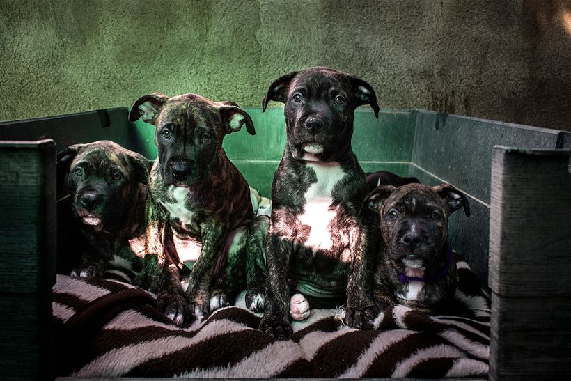 Reportaje Dog Shelter 13