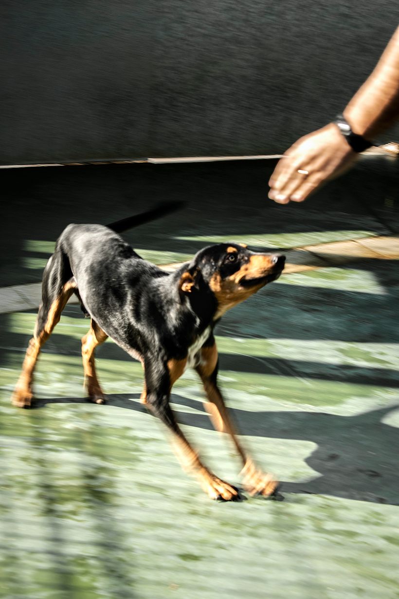Reportaje Dog Shelter 14