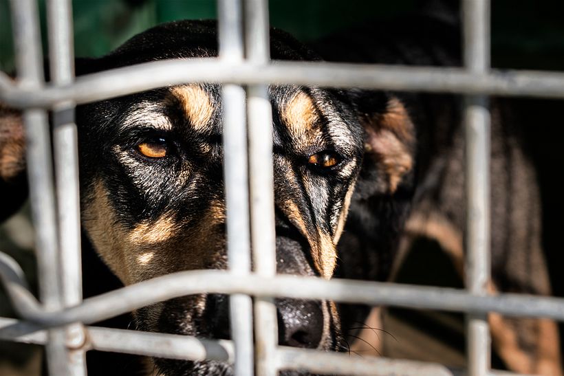 Reportaje Dog Shelter 15