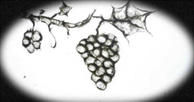 Ensayo para "La zorra y las uvas" 4