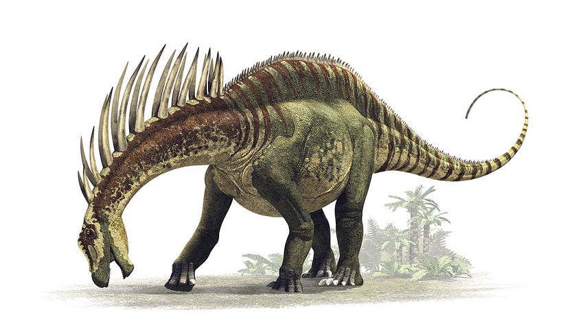 Amargasaurus cazaui.
