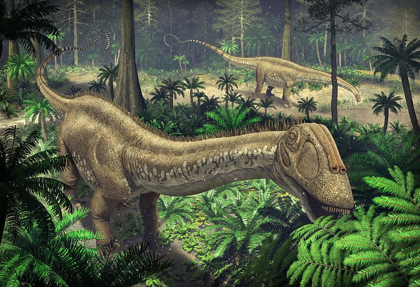 Apatosaurus ajax ramoneando en la vegetación de un bosque del Jurásico.