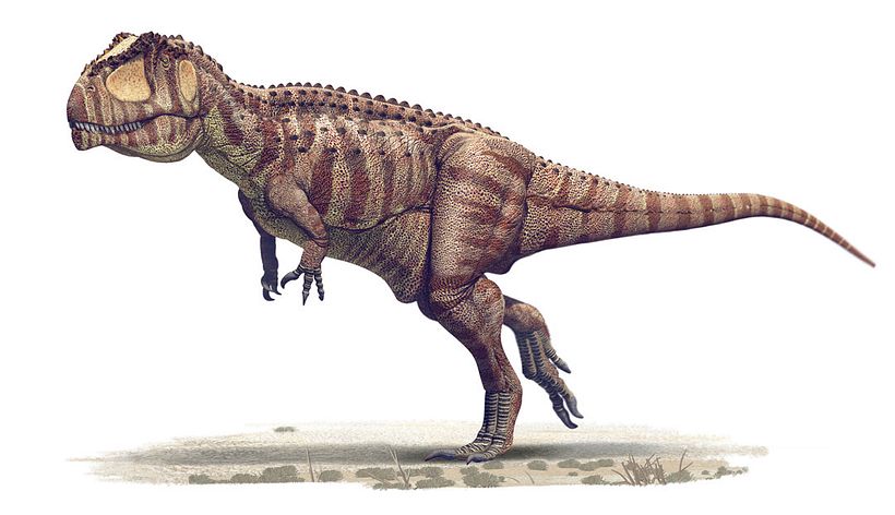 Giganotosaurus carolini