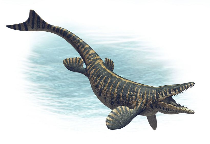 Mosasaurus hoffmani.