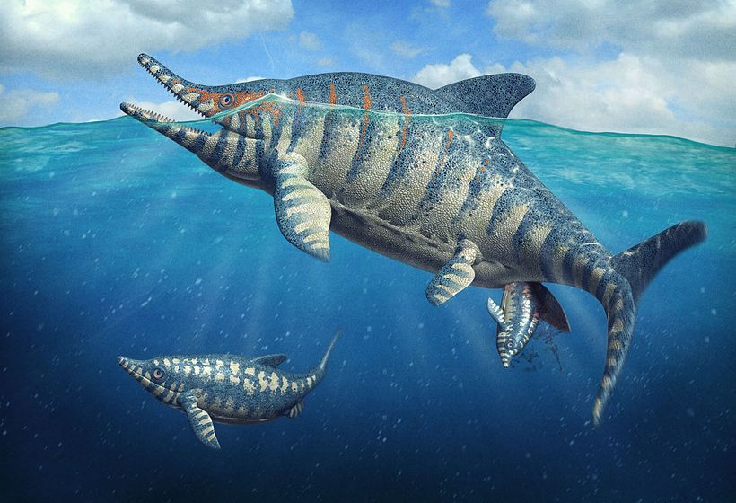 Ichthyosaurus intermedius