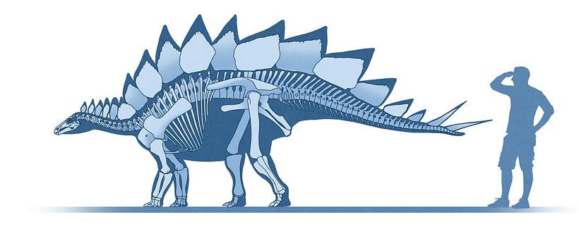 Reconstrucción esquelética de Stegosaurus ungulatus.