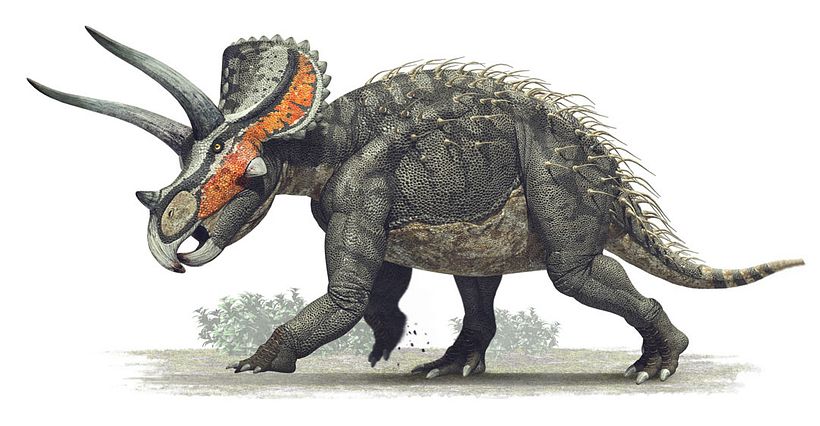 Triceratops horridus