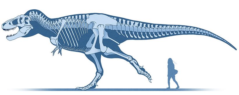 Reconstrucción esquelética de Tyrannosaurus rex.