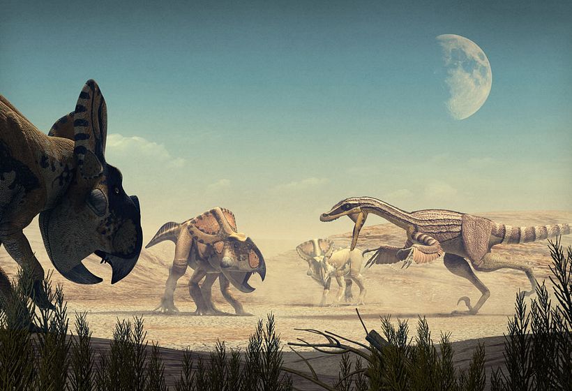Escena con Velociraptor mongoliensis y Protoceratops andrewsi.