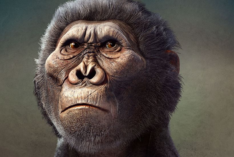 Paranthropus boisei.