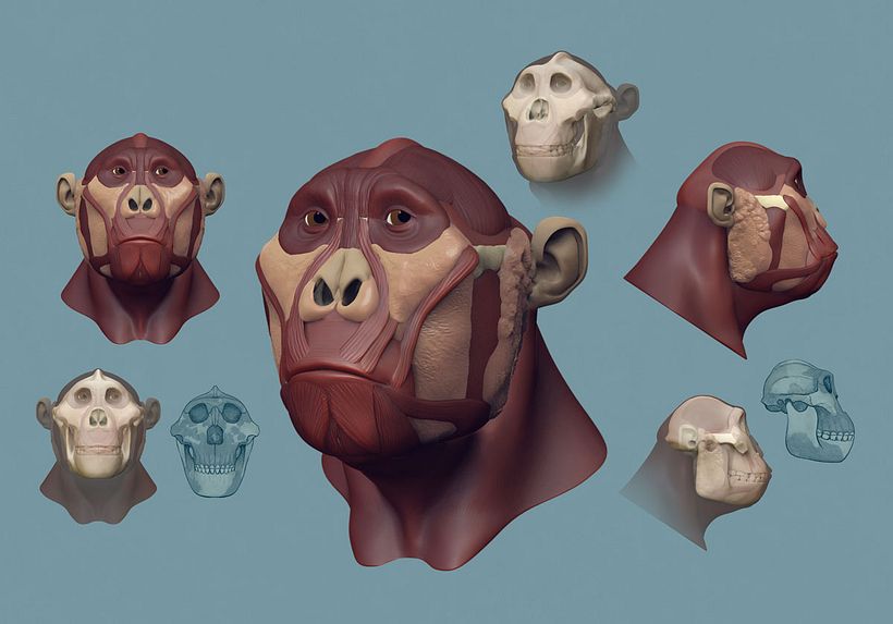 Paranthropus boisei'nin yeniden inşası