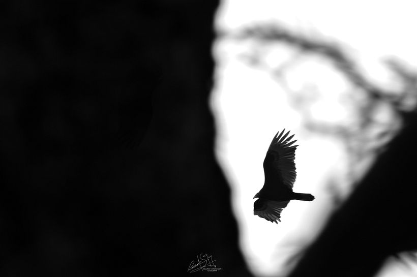 Camino del Venado 8