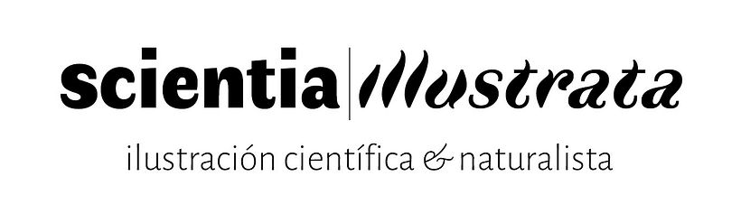 Busco ilustrador o dibujante  1
