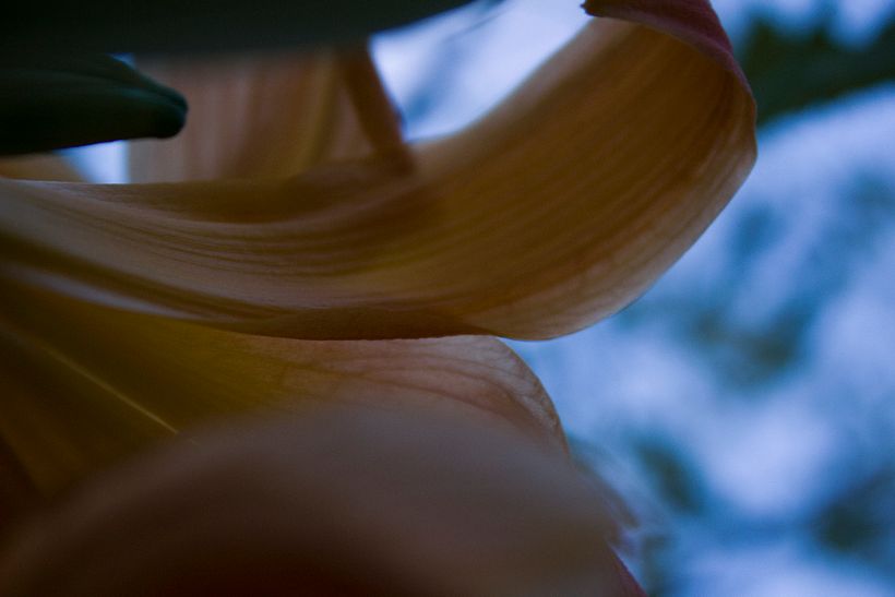 Serie Fotográfica "Tlalli" 9