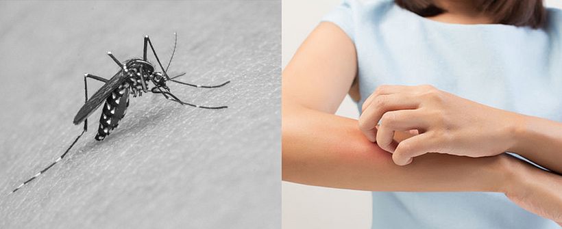 Querido mosquito 2