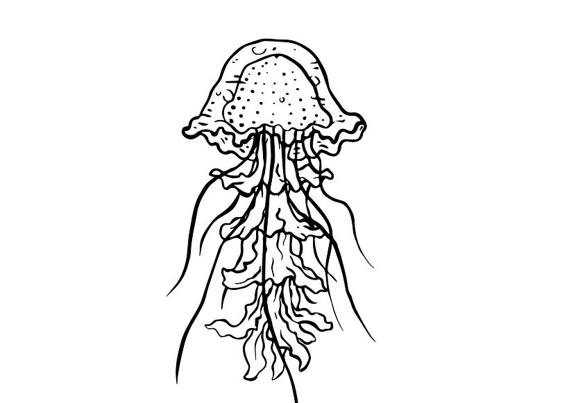 JELLYFISH Y LARA ESCANES para MO 15