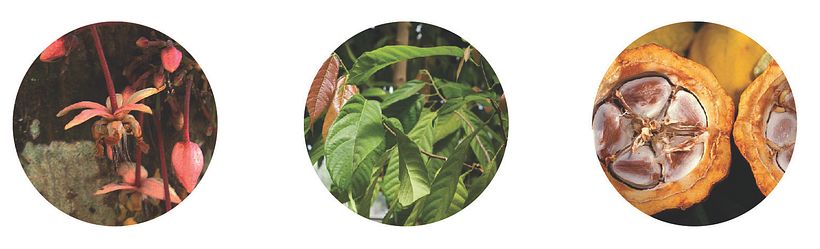 Fotografias que sirvieron de inspiración para las ilustraciones de los empaques