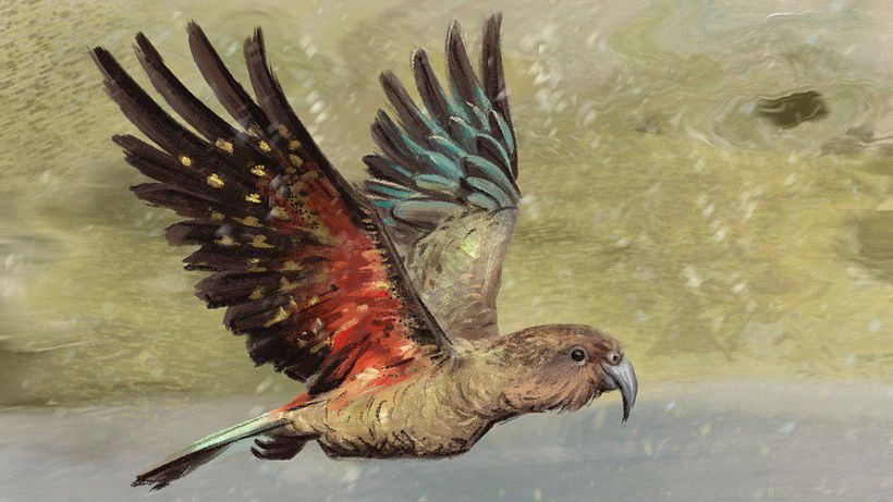 Kea